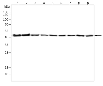 MAPK1 Antibody