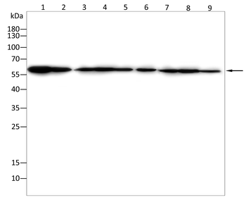 AKT Antibody
