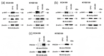 AKT Antibody