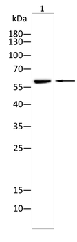AKT Antibody