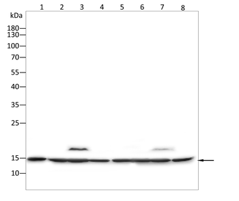 TFF2 Antibody