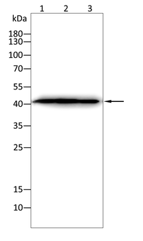 HDAC10 Antibody