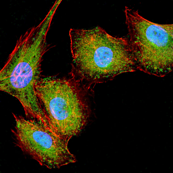 HDAC10 Antibody