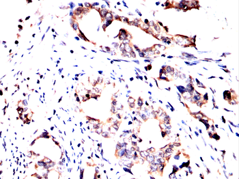 HDAC10 Antibody