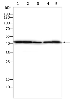 HDAC10 Antibody