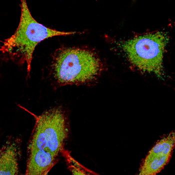NME2 Antibody