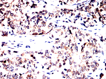 NME2 Antibody