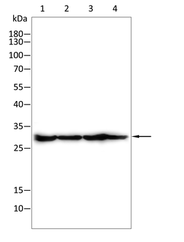 NME2 Antibody
