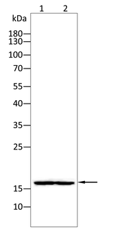 H3-4 Antibody