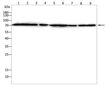 SSH1 Antibody