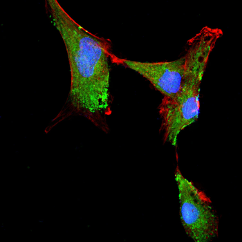 WTAP Antibody