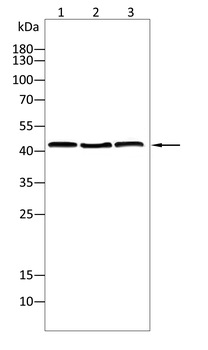 WTAP Antibody