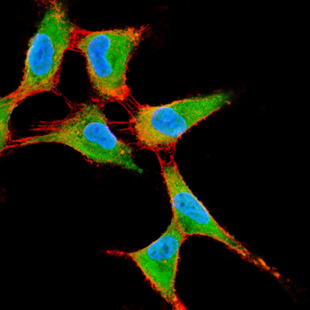 WTAP Antibody