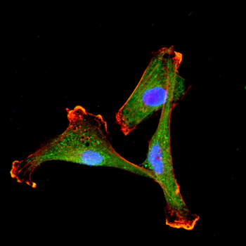 KBTBD8 Antibody