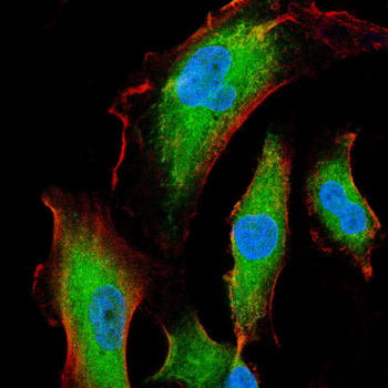 KBTBD8 Antibody
