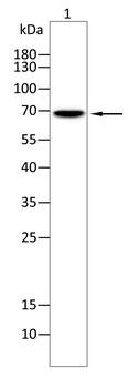 KBTBD8 Antibody