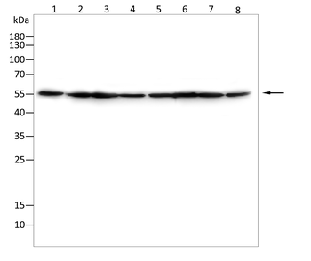 PDPK1 Antibody