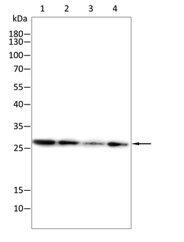 CIDEC Antibody