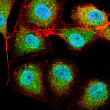 CBX3 Antibody