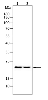 CBX3 Antibody