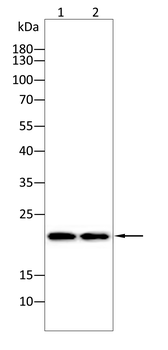 CBX3 Antibody