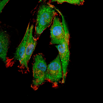 RALA Antibody