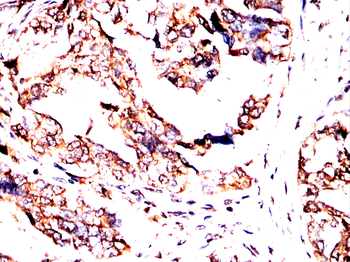 RALA Antibody