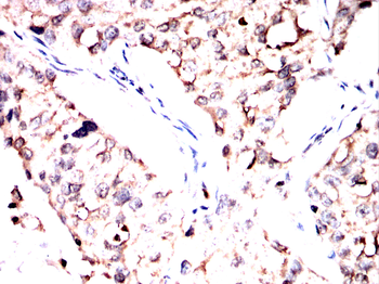 RALA Antibody