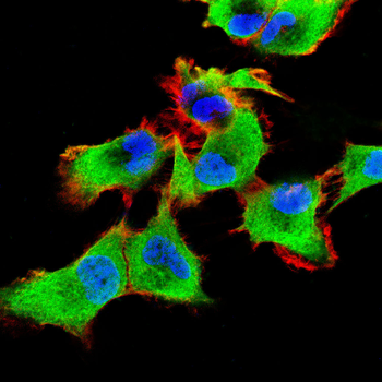 RALA Antibody