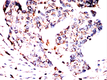 RALA Antibody