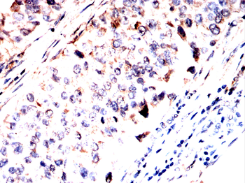 RALA Antibody