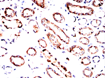 RALA Antibody