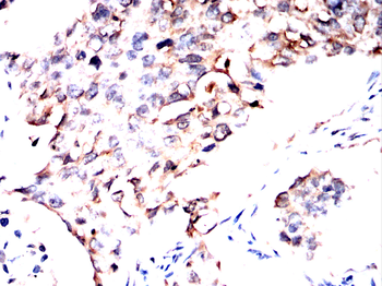 RALA Antibody