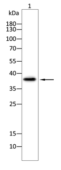RALA Antibody