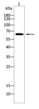 GAD2 Antibody