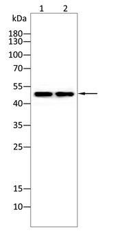 TUBB Antibody