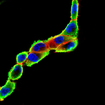 TUBB Antibody
