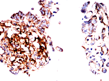 TUBB Antibody
