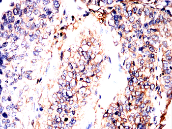 TUBB Antibody