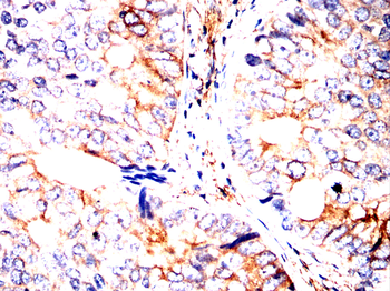 TUBB Antibody