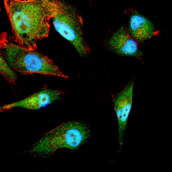 HSPB2 Antibody