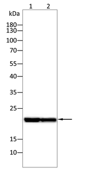 HSPB2 Antibody