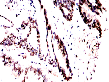 CBX1 Antibody