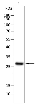 RND3 Antibody
