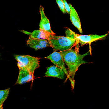 RND3 Antibody