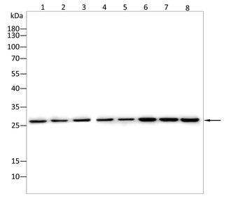 RND3 Antibody