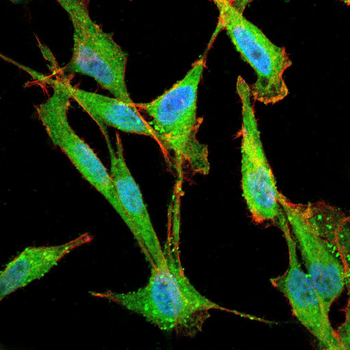 PIK3R3 Antibody
