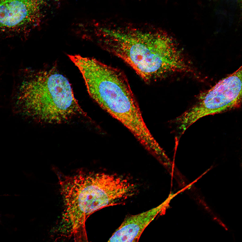 PIK3R3 Antibody