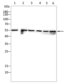 PIK3R3 Antibody