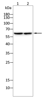 EPN1 Antibody